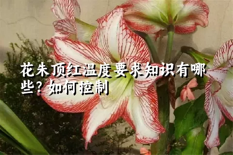 花朱顶红温度要求知识有哪些？如何控制