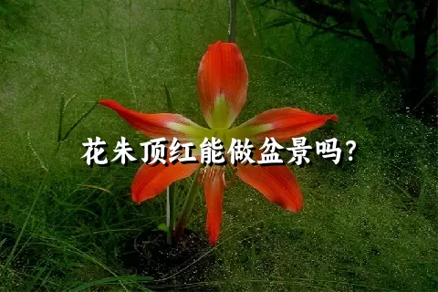 花朱顶红能做盆景吗？