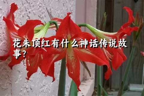 花朱顶红有什么神话传说故事？