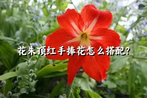 花朱顶红手捧花怎么搭配？