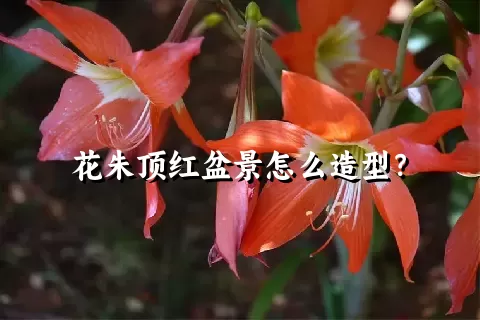 花朱顶红盆景怎么造型？