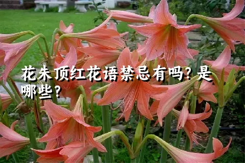 花朱顶红花语禁忌有吗？是哪些？