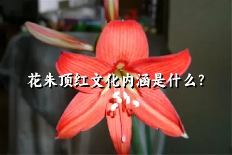 花朱顶红文化内涵是什么？