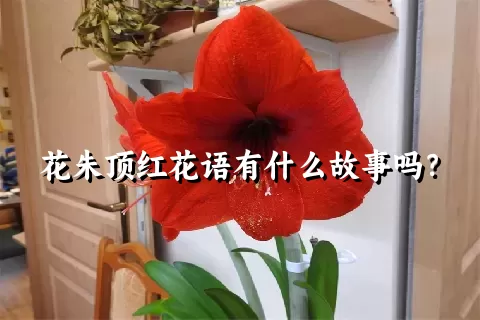 花朱顶红花语有什么故事吗？