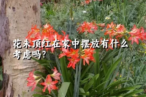 花朱顶红在家中摆放有什么考虑吗？