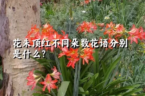 花朱顶红不同朵数花语分别是什么？