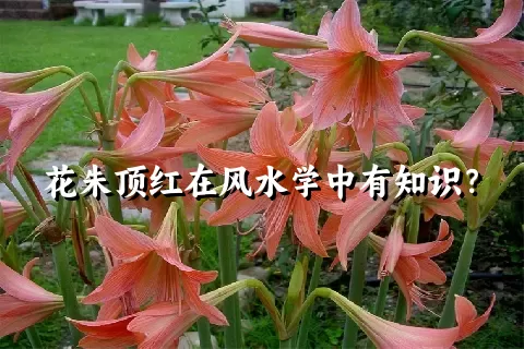 花朱顶红在风水学中有知识？