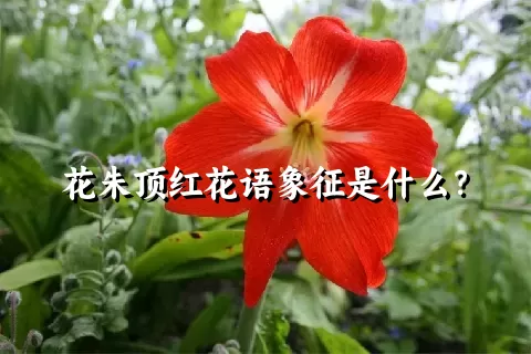 花朱顶红花语象征是什么？