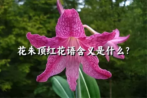 花朱顶红花语含义是什么？