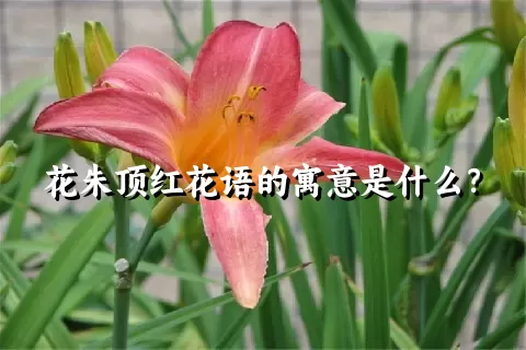 花朱顶红花语的寓意是什么？