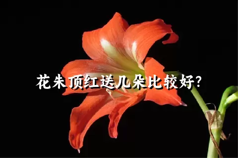 花朱顶红送几朵比较好？