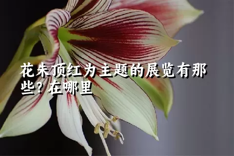 花朱顶红为主题的展览有那些？在哪里