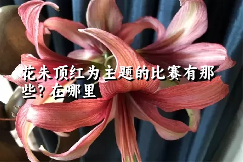 花朱顶红为主题的比赛有那些？在哪里