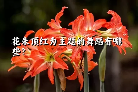 花朱顶红为主题的舞蹈有哪些？