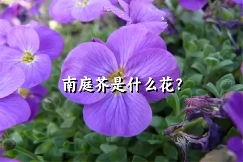 南庭芥是什么花？