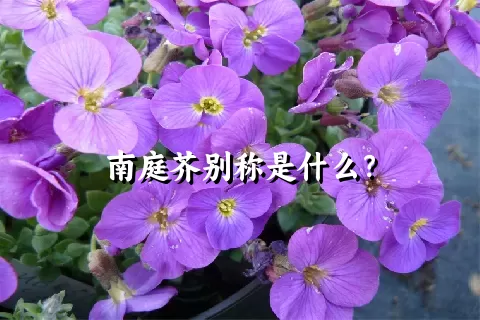 南庭芥别称是什么？