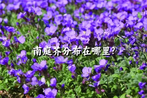 南庭芥分布在哪里?