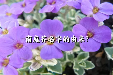 南庭芥名字的由来？