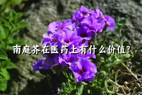 南庭芥在医药上有什么价值？