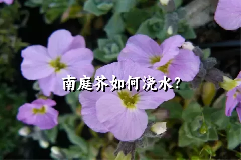 南庭芥如何浇水？