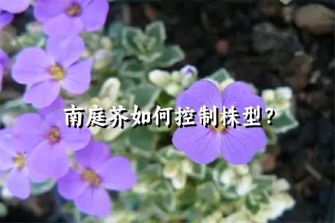 南庭芥如何控制株型？