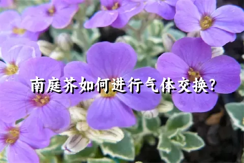 南庭芥如何进行气体交换？