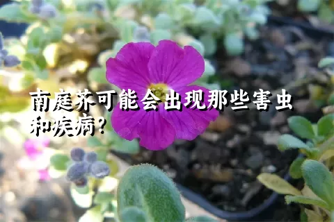 南庭芥可能会出现那些害虫和疾病？