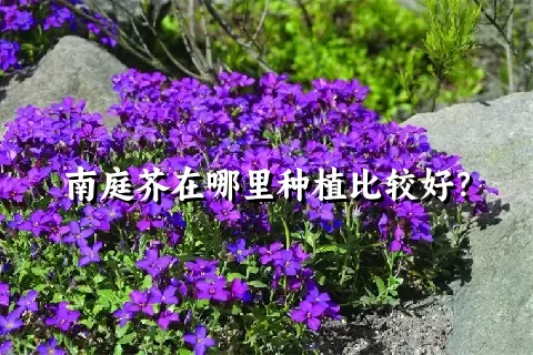 南庭芥在哪里种植比较好？