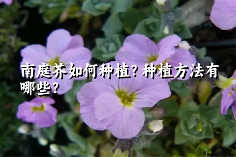 南庭芥如何种植？种植方法有哪些？