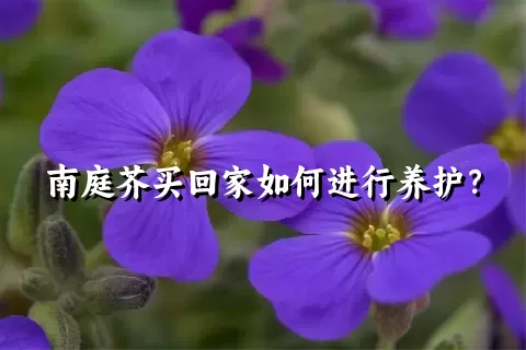 南庭芥买回家如何进行养护？