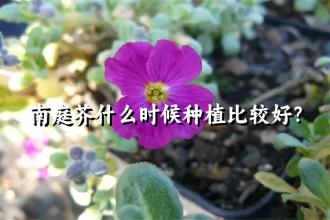 南庭芥什么时候种植比较好？