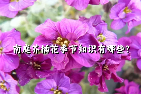 南庭芥插花季节知识有哪些？