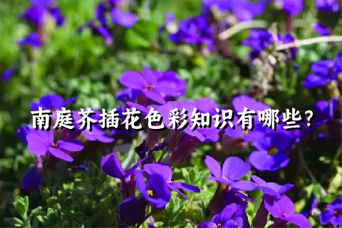 南庭芥插花色彩知识有哪些？