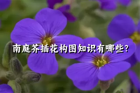 南庭芥插花构图知识有哪些？