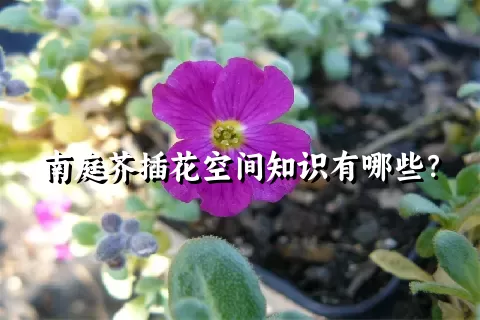 南庭芥插花空间知识有哪些？