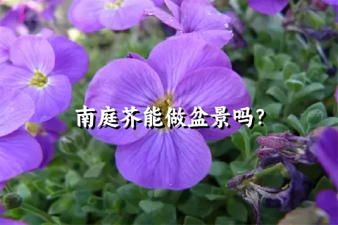 南庭芥能做盆景吗？