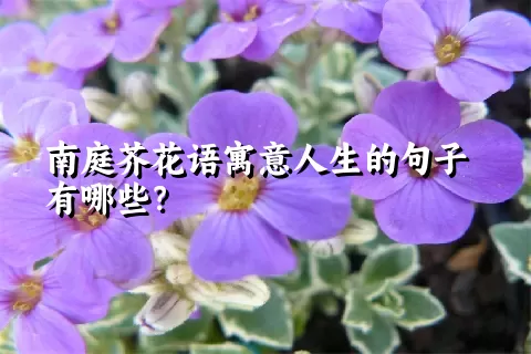 南庭芥花语寓意人生的句子有哪些？