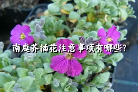 南庭芥插花注意事项有哪些？