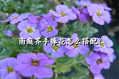 南庭芥手捧花怎么搭配？