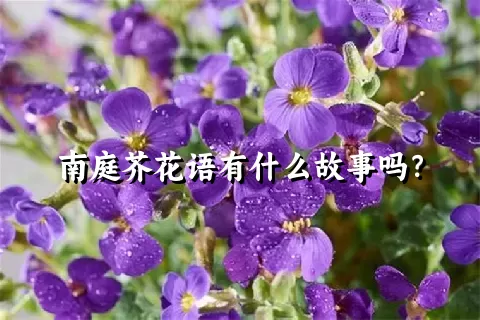 南庭芥花语有什么故事吗？