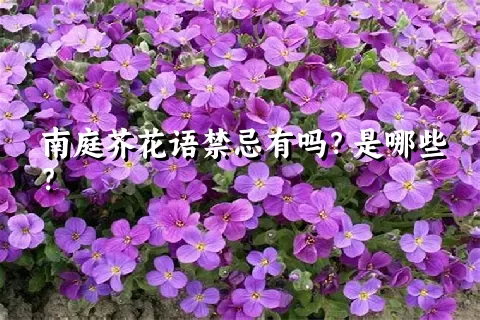 南庭芥花语禁忌有吗？是哪些？