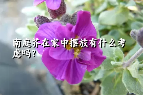 南庭芥在家中摆放有什么考虑吗？