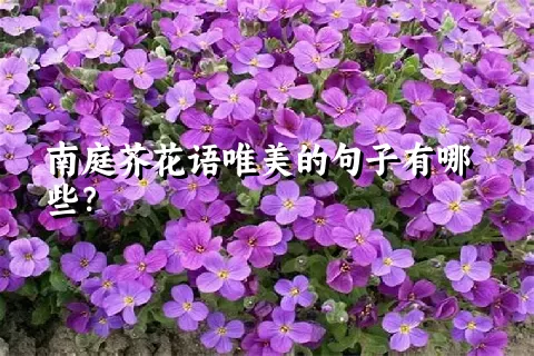 南庭芥花语唯美的句子有哪些？