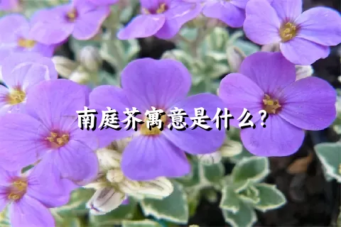 南庭芥寓意是什么？