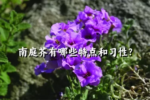 南庭芥有哪些特点和习性？