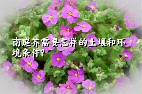 南庭芥需要怎样的土壤和环境条件？