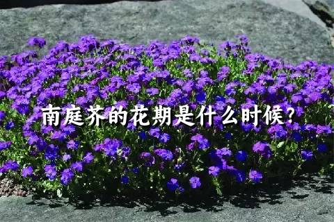 南庭芥的花期是什么时候？