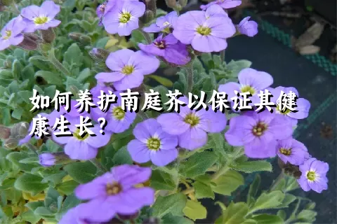 如何养护南庭芥以保证其健康生长？