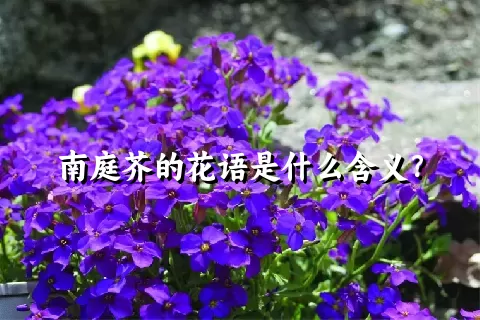 南庭芥的花语是什么含义？