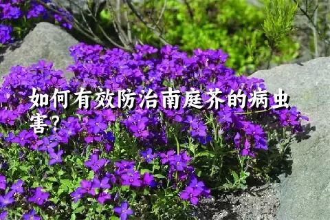 如何有效防治南庭芥的病虫害？